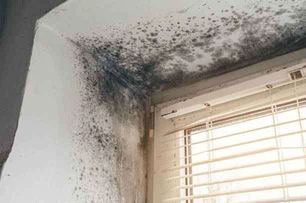 Affordable Basement Mold Removal solutions in Hopewell, NJ