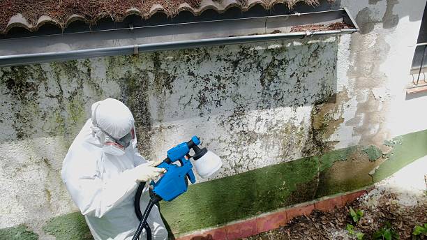 Top rated local Basement Mold Removal specialists in Hopewell, NJ
